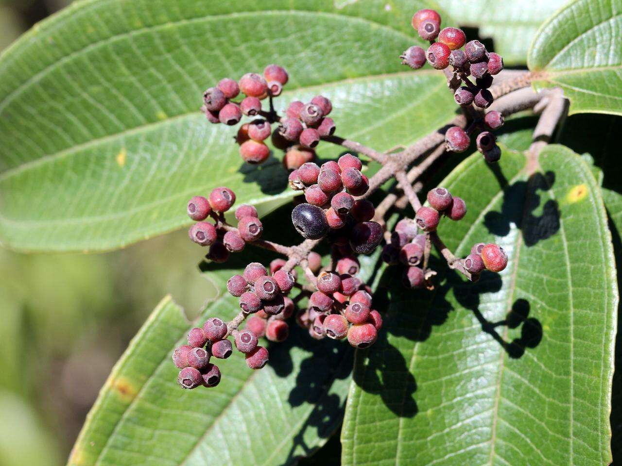 صورة Miconia hirtella Cogn.