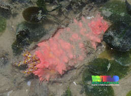 Image of cucumariid sea cucumbers