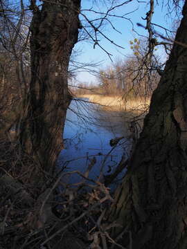 Image of White Poplar