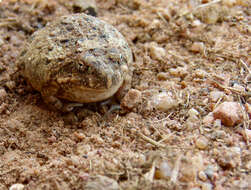 Tomopterna cryptotis (Boulenger 1907) resmi