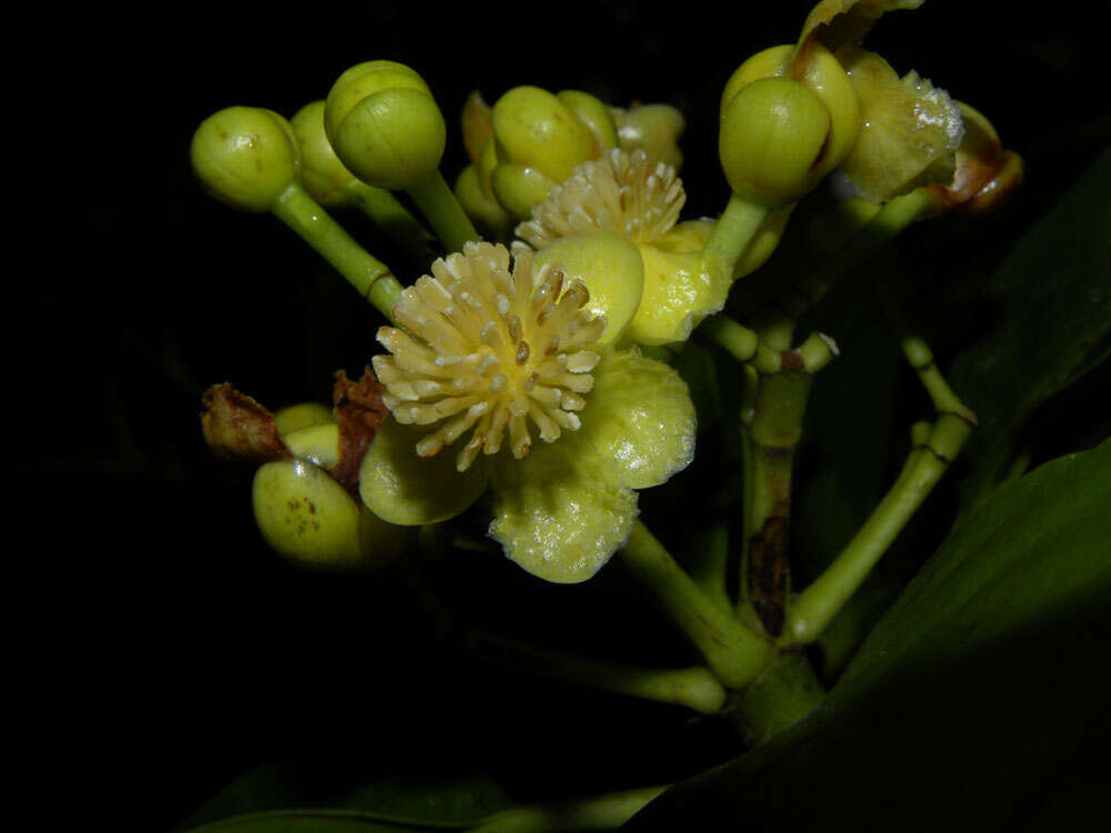 Image of Tovomita longifolia (L. C. Rich.) Hochr.