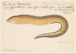 Plancia ëd Gymnothorax ocellatus Agassiz 1831