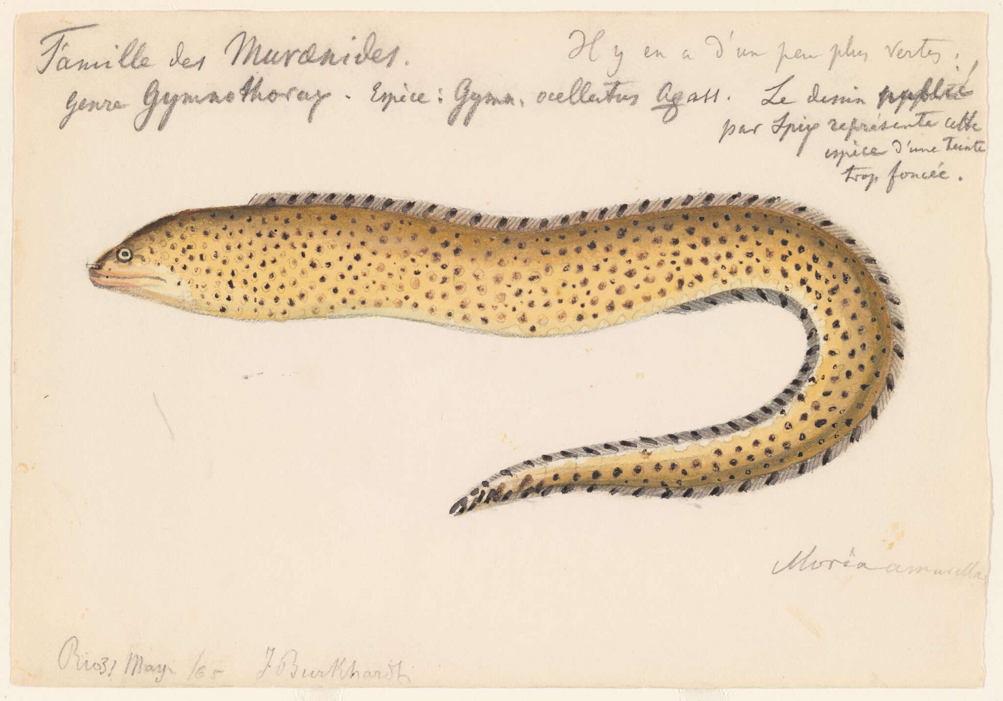 Plancia ëd Gymnothorax ocellatus Agassiz 1831