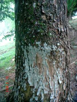 Image de Arbre à la Pluie