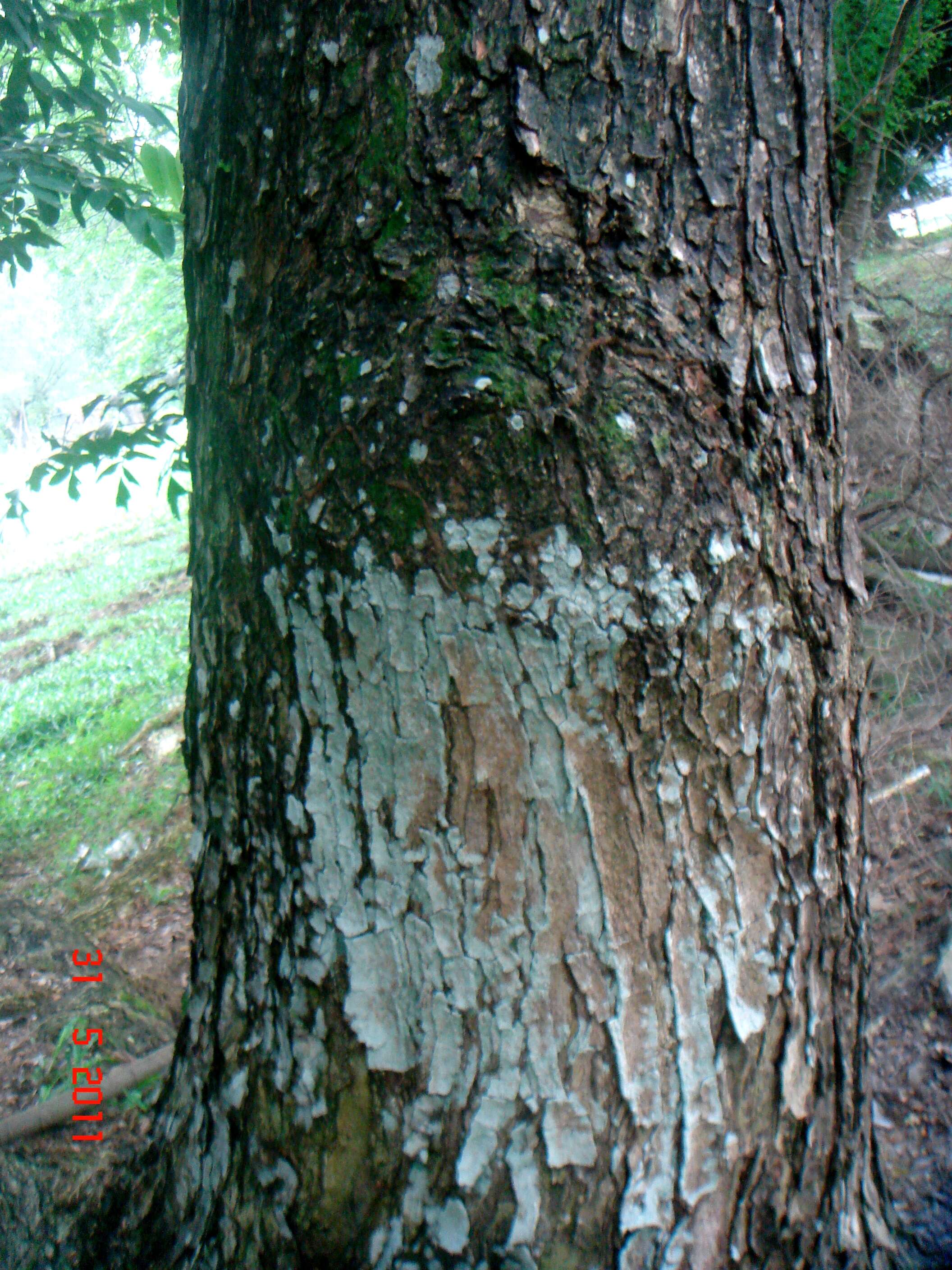 Image of Rain tree