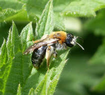 Image of Mining Bees