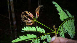 Image of Albizia pedicellaris (Dc.) L. Rico