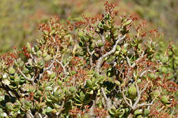 Image of Crassula arborescens (Mill.) Willd.