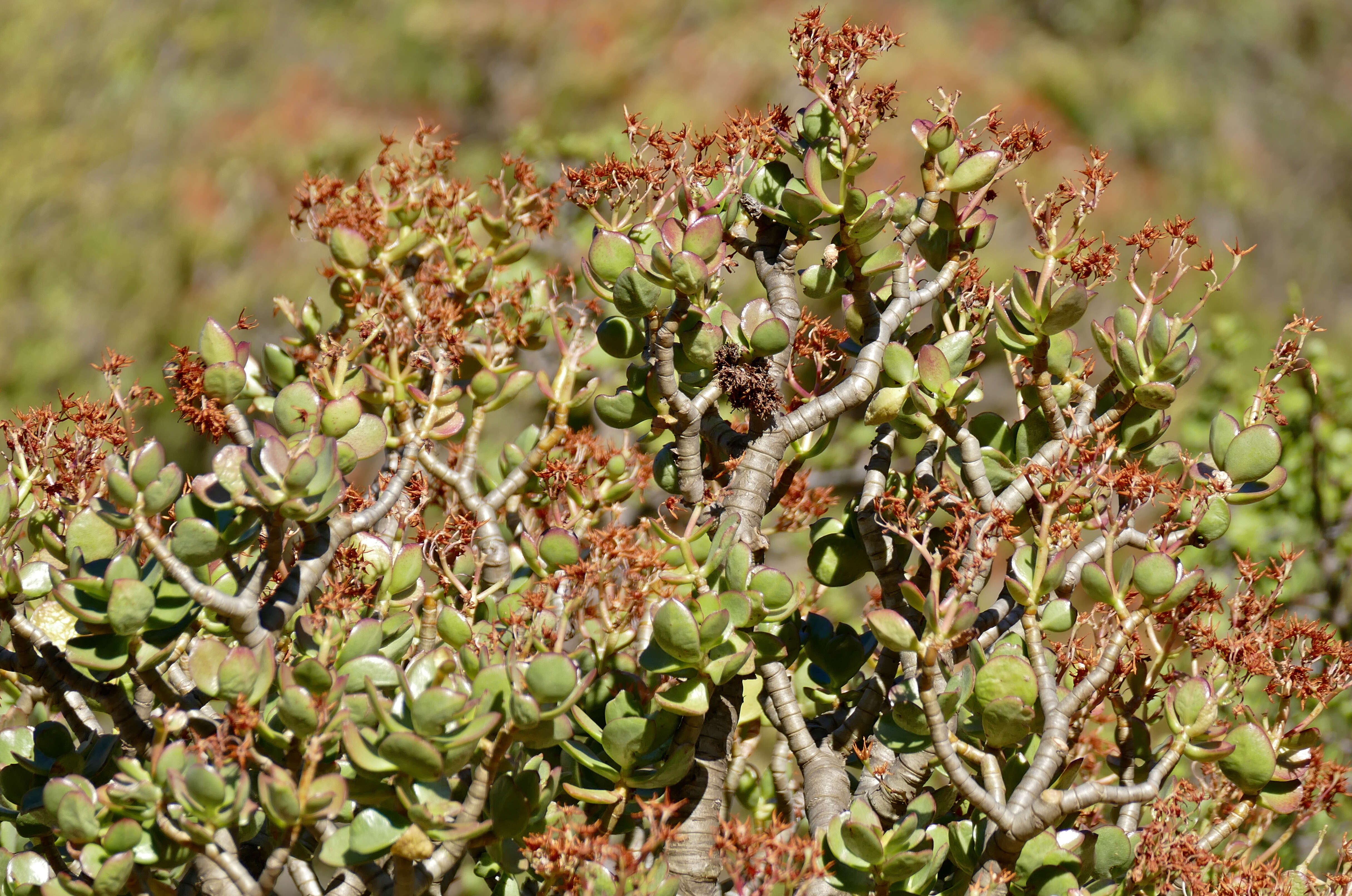 Image of Crassula arborescens (Mill.) Willd.