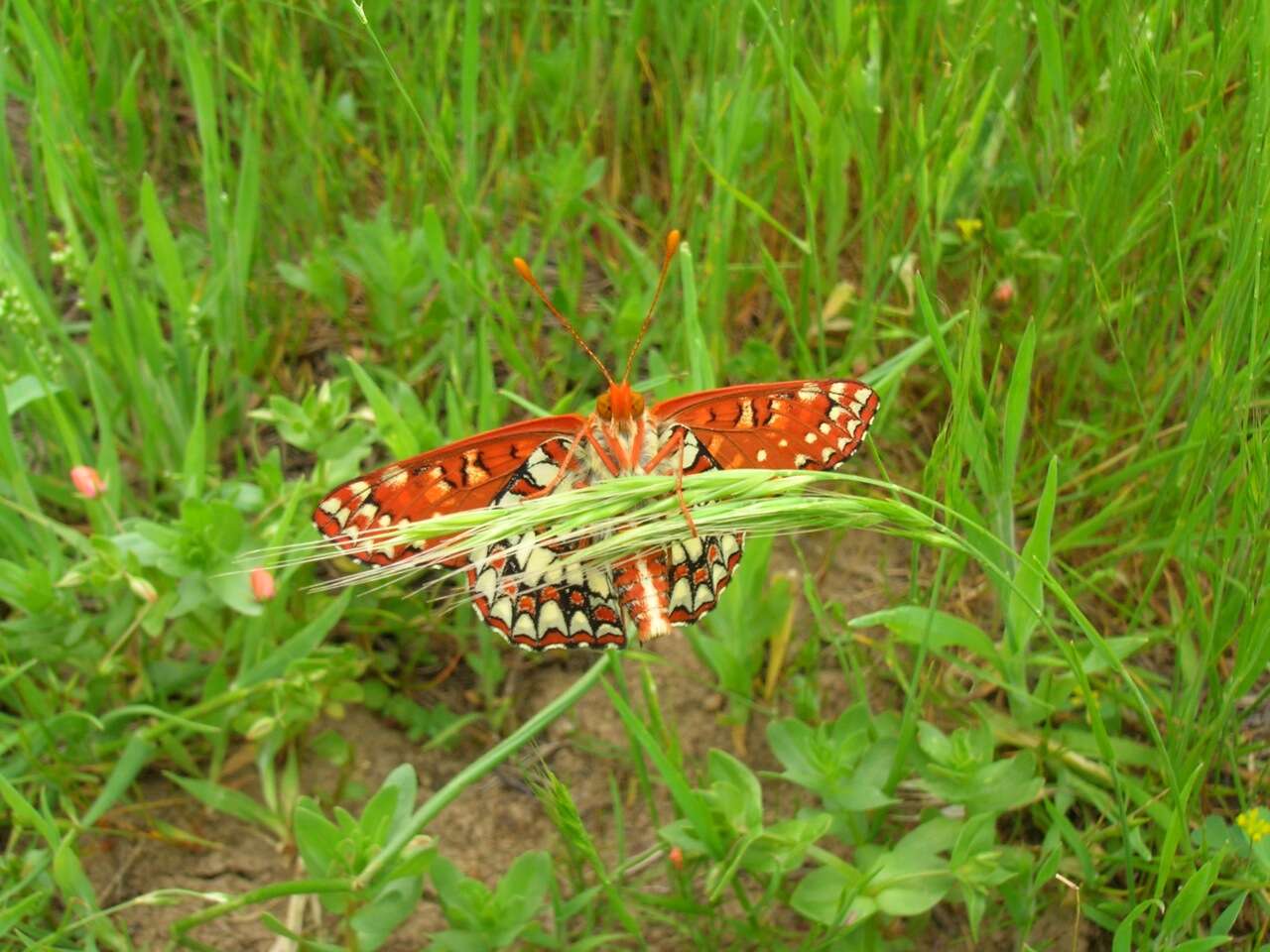 Image of Euphydryas chalcedona