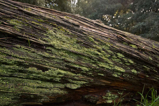 Image of cup lichen