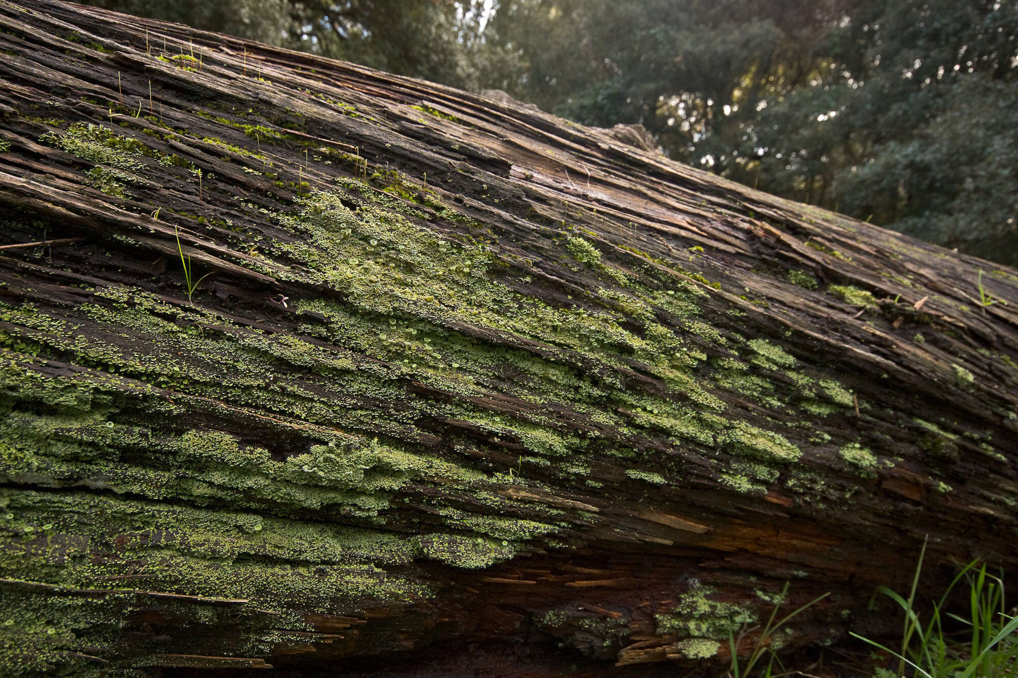 Image of cup lichen