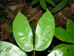 Image of hymenaea