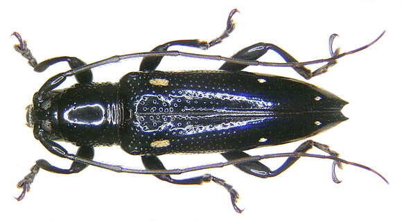 Image of Orinoeme acutipennis Pascoe 1867