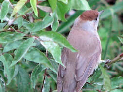 Image of Typical warblers