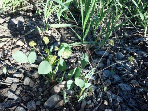 Imagem de Lomatium nudicaule (Pursh) Coult. & Rose