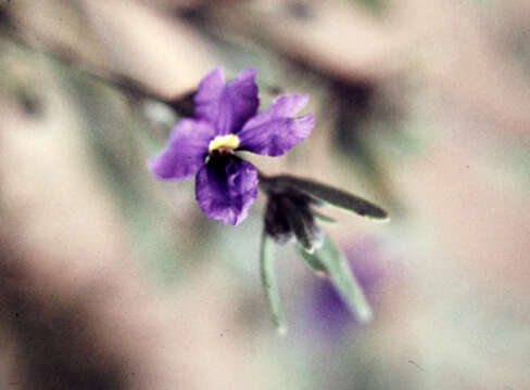 Image of Dampiera lanceolata var. lanceolata