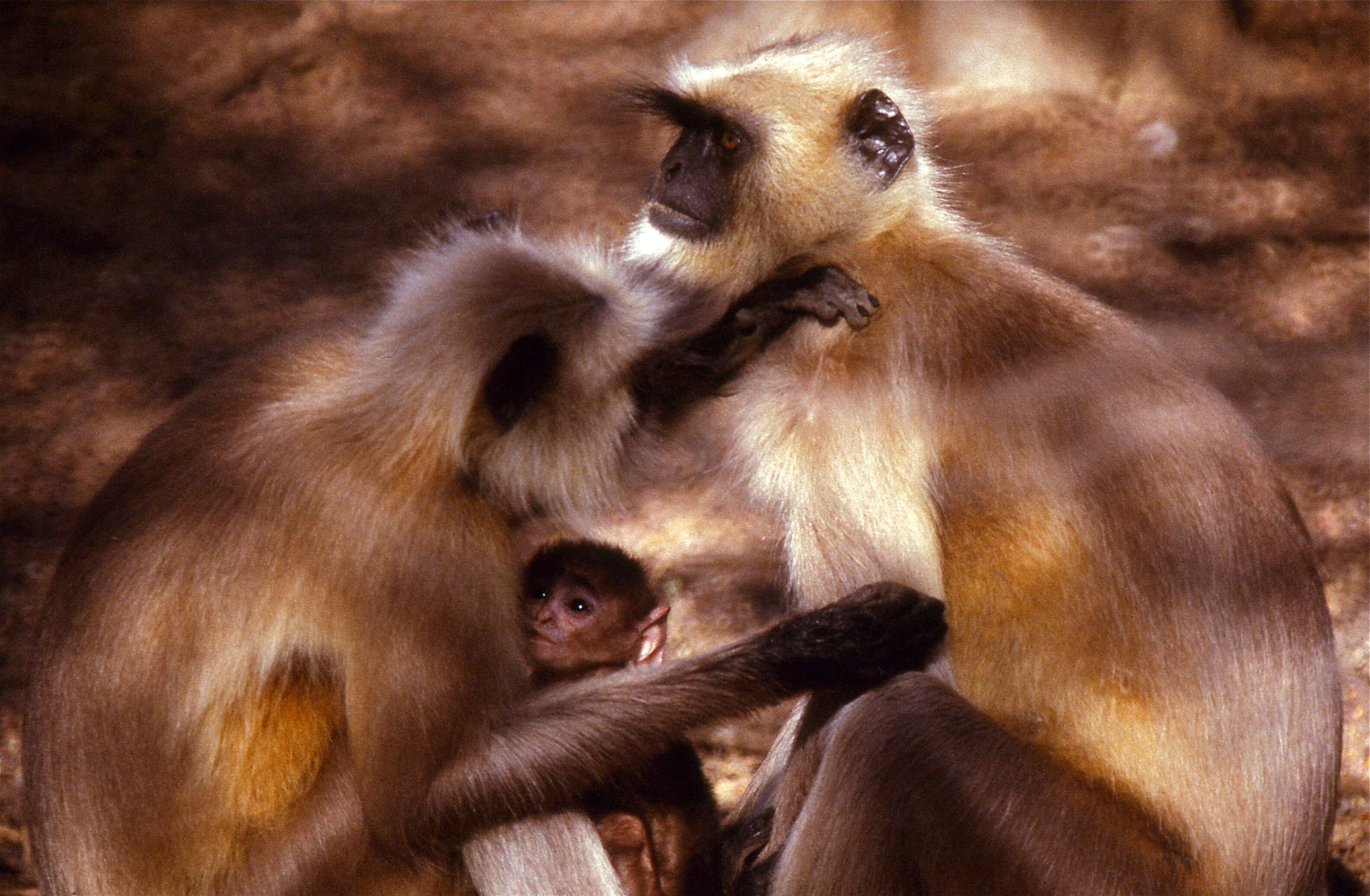 Image of Northern plains gray langur