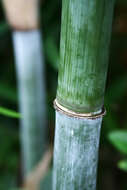 Image of bamboo