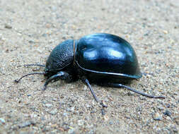 Image of Ocnodes (Ocnodes) scrobicollis Fåhraeus 1870