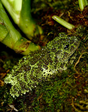 Image of Bug-eyed frogs