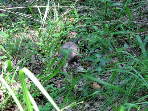 Image of Nine-banded or Greater Long-nosed Armadillo