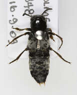 Image of Hairy Rove Beetle