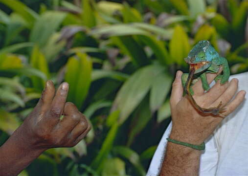 Image of Parson's Chameleon