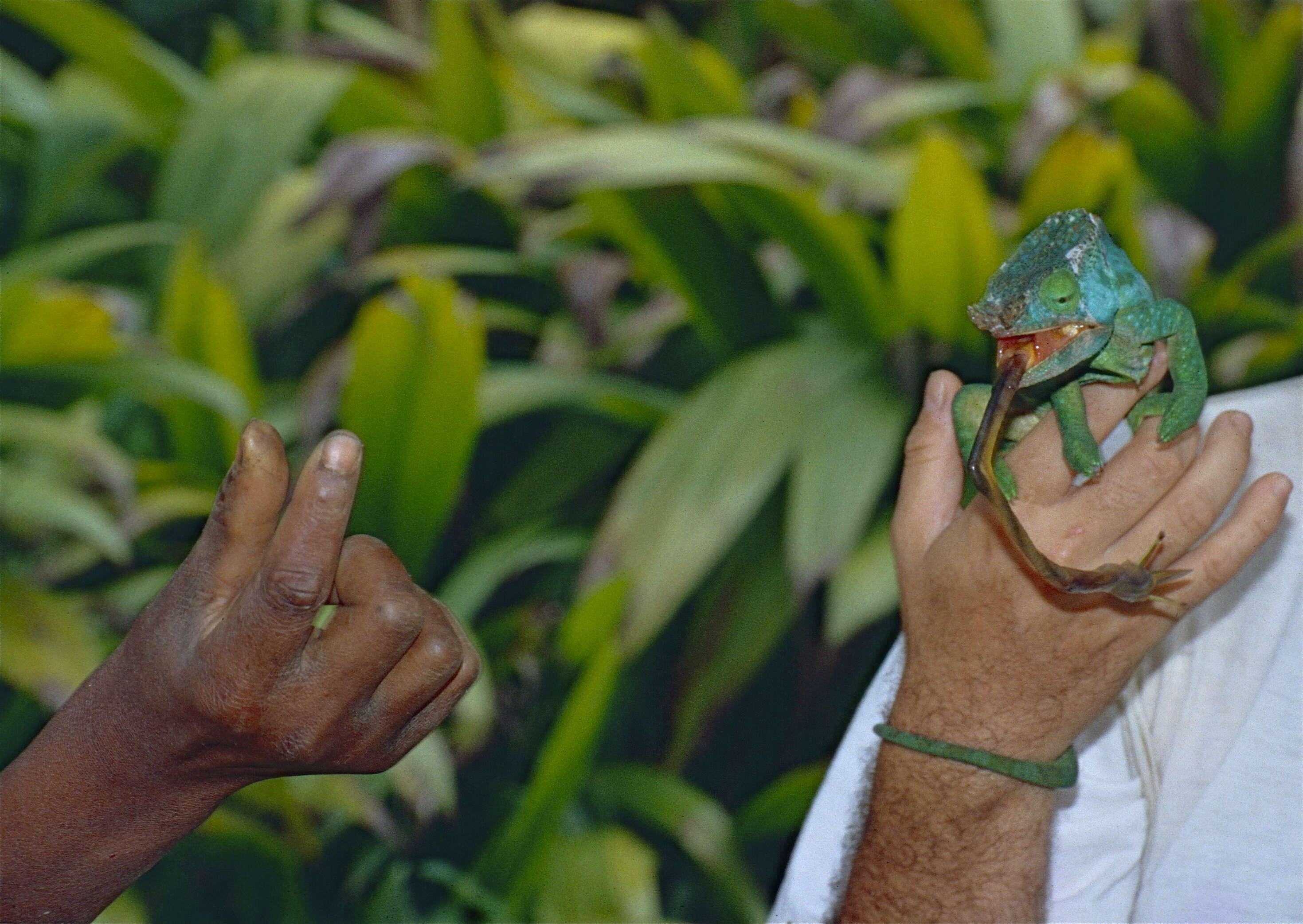 Image of Madagascar & Seychelles Islands Chameleons