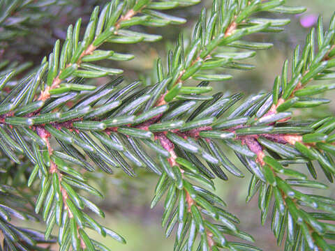 Image of spruce