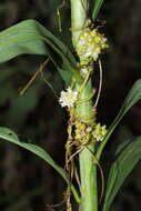 Image of giant goldenrod