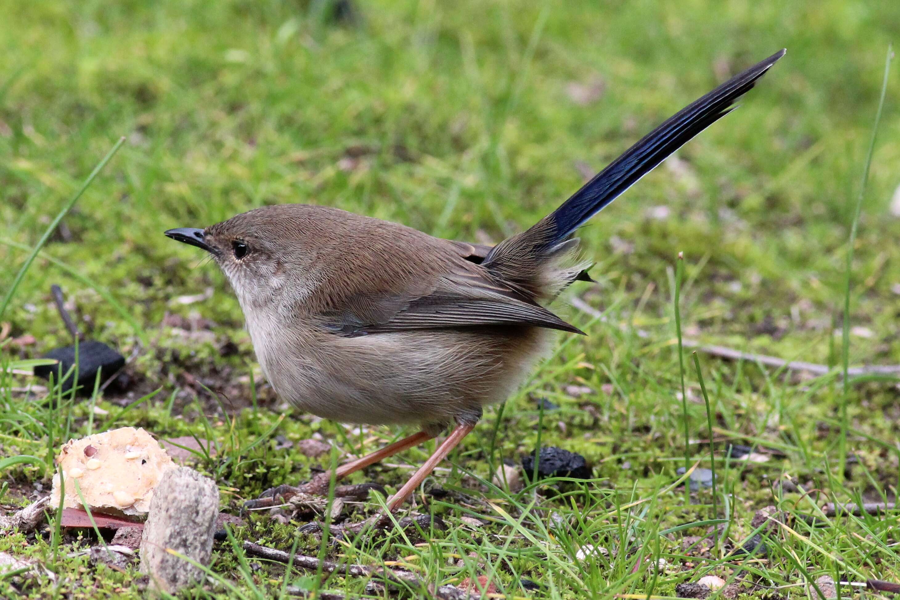 Image of Superb Fairy-wren