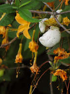 صورة Rhododendron calendulaceum (Michx.) Torr.