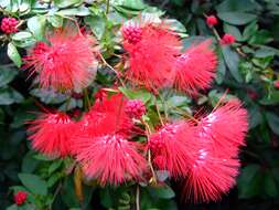 Image of Calliandra tergemina (L.) Benth.