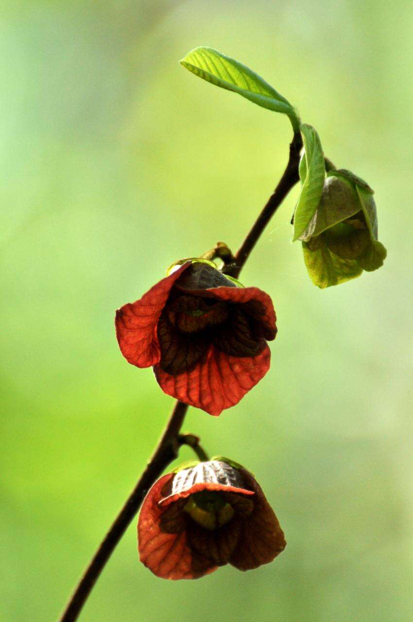 Image of Indian-banana