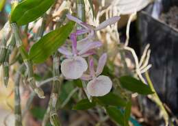 Imagem de Dendrobium polyanthum Wall. ex Lindl.