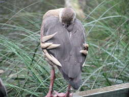 Image of Grass Whistling Duck