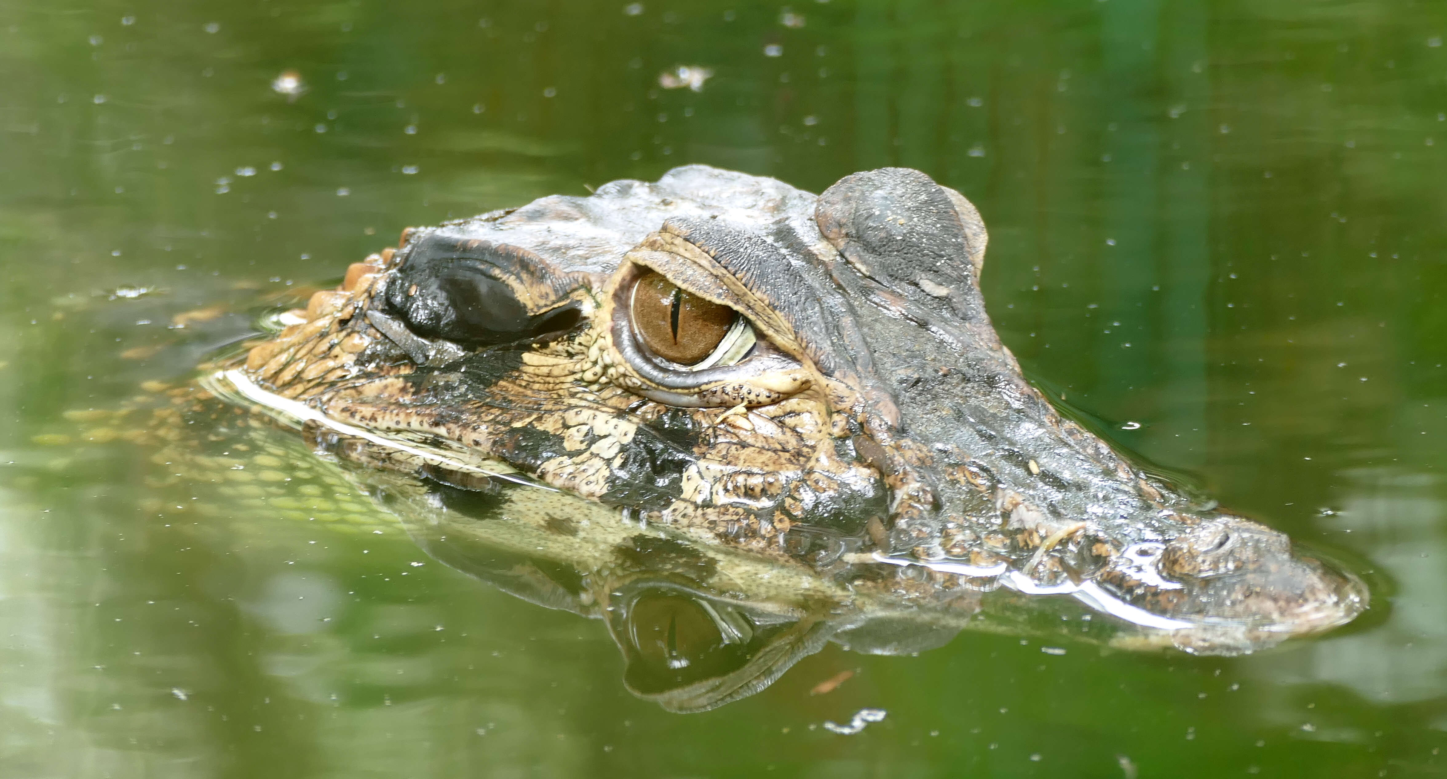 Image of Melanosuchus