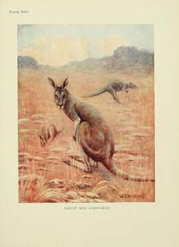 Image of Red kangaroo