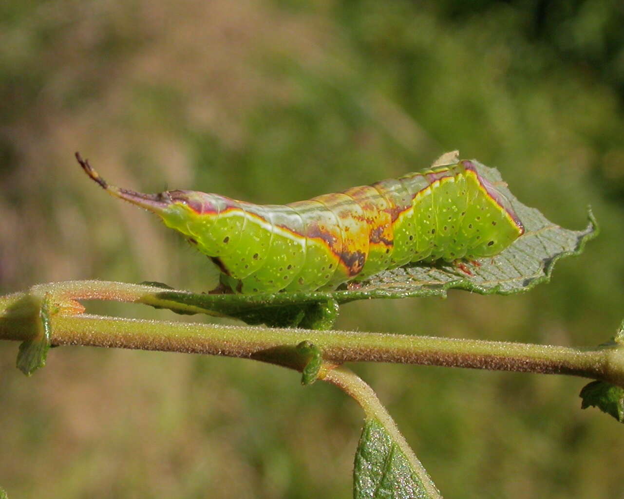 Image of Furcula