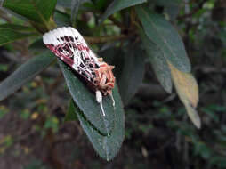 Image of Armyworms