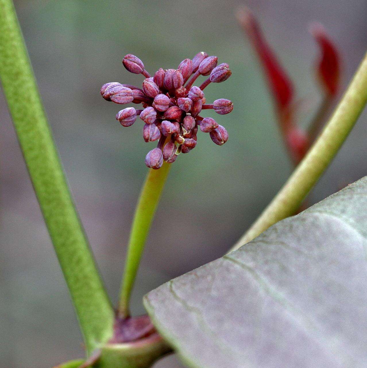 Image of Smilax goyazana A. DC.