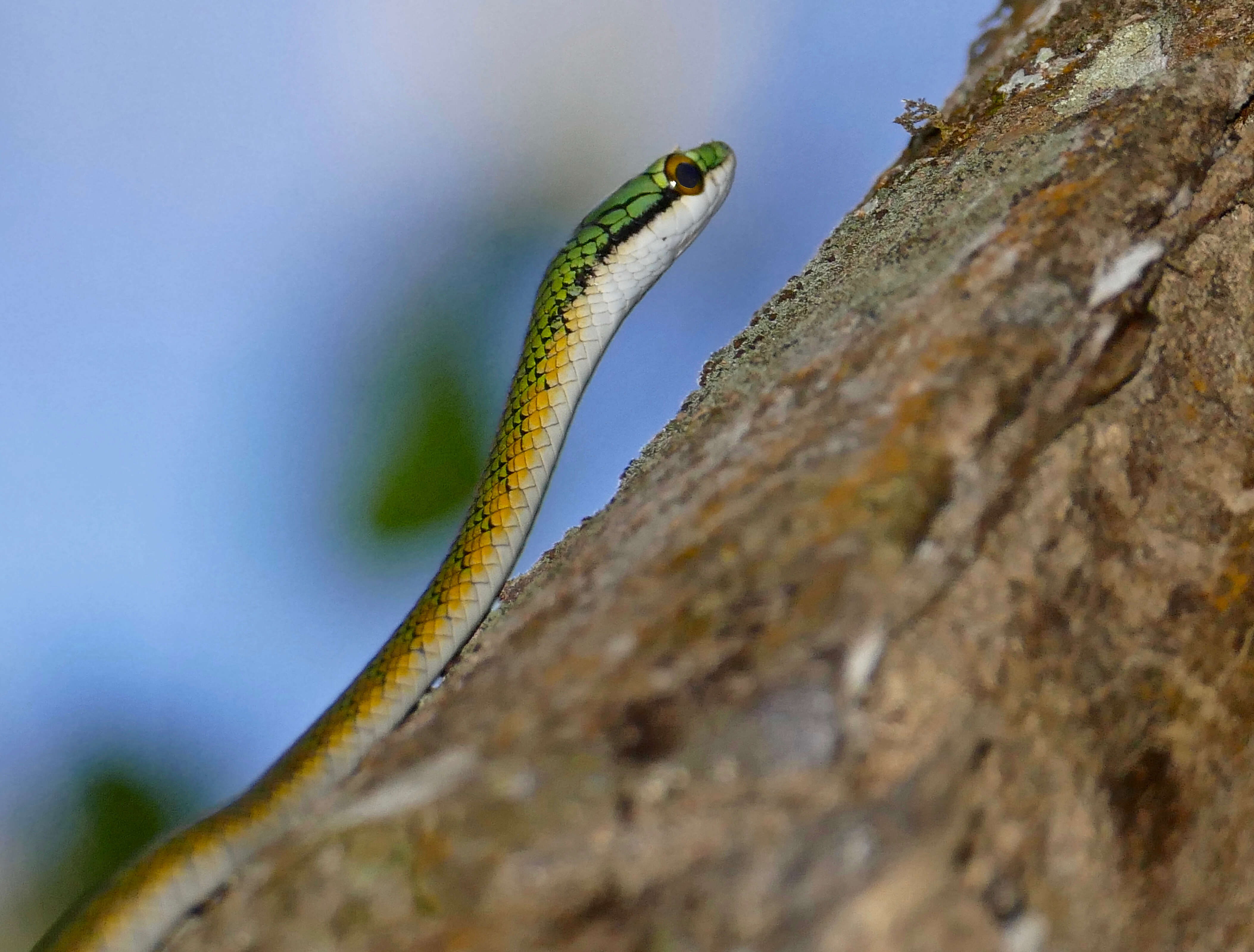 Image of Irregular Green Snake