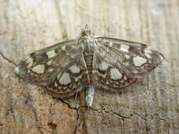 Phlyctaenia coronata Hüfnagel 1767 resmi