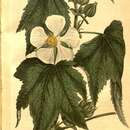 Image of Kitaibelia vitifolia Willd.