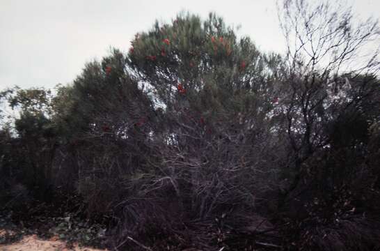 Imagem de Hakea bucculenta C. A. Gardner