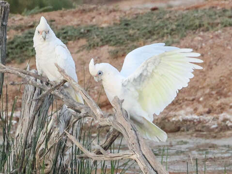 Image of Little Corella