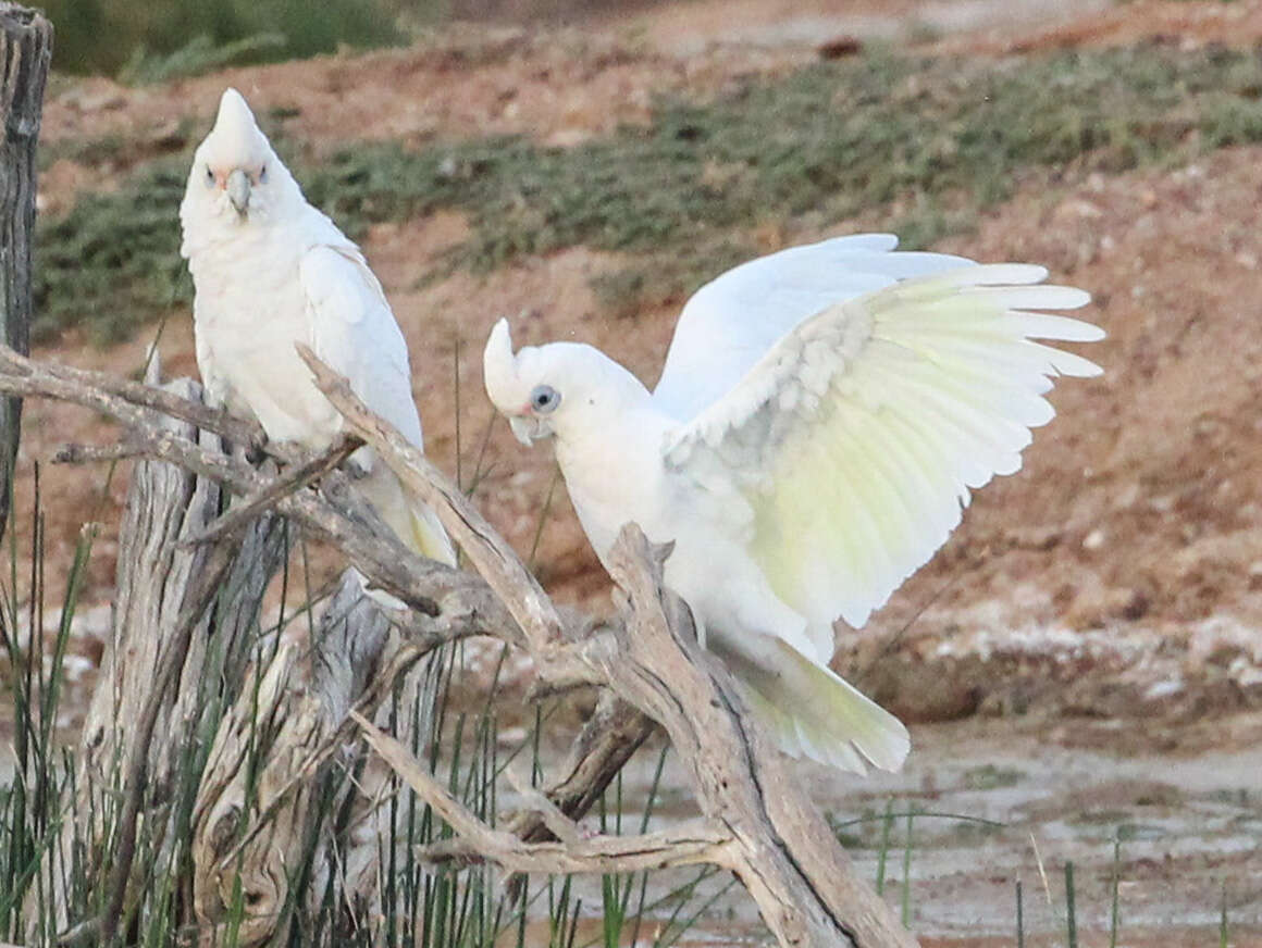 Image of Cacatua Vieillot 1817