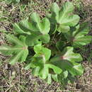 Слика од Jatropha macrophylla Pax & K. Hoffm.