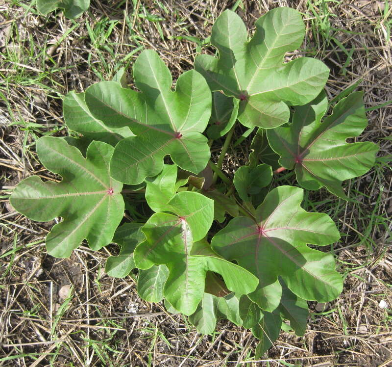 Image of Jatropha macrophylla Pax & K. Hoffm.